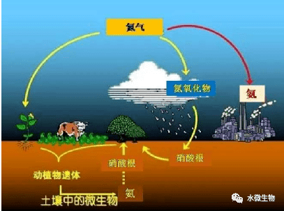 氮素營養氮是限制植物生長和形成產量的首要因素對產品品質有多方面