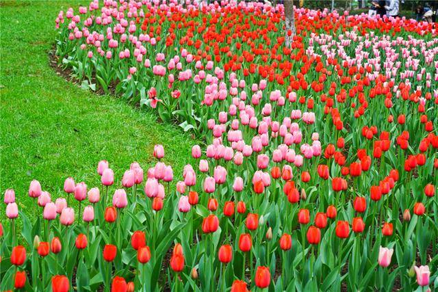 游客|春天赏花来杭州，这个免费公园也太美了，郁金香成了游客的最爱