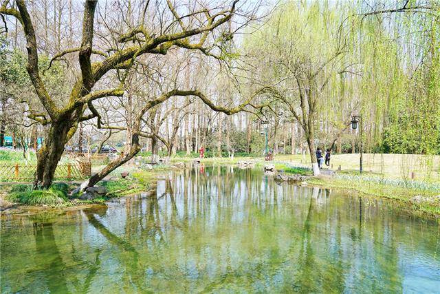春天赏花来杭州，这个免费公园也太美了，郁金香成了游客的最爱