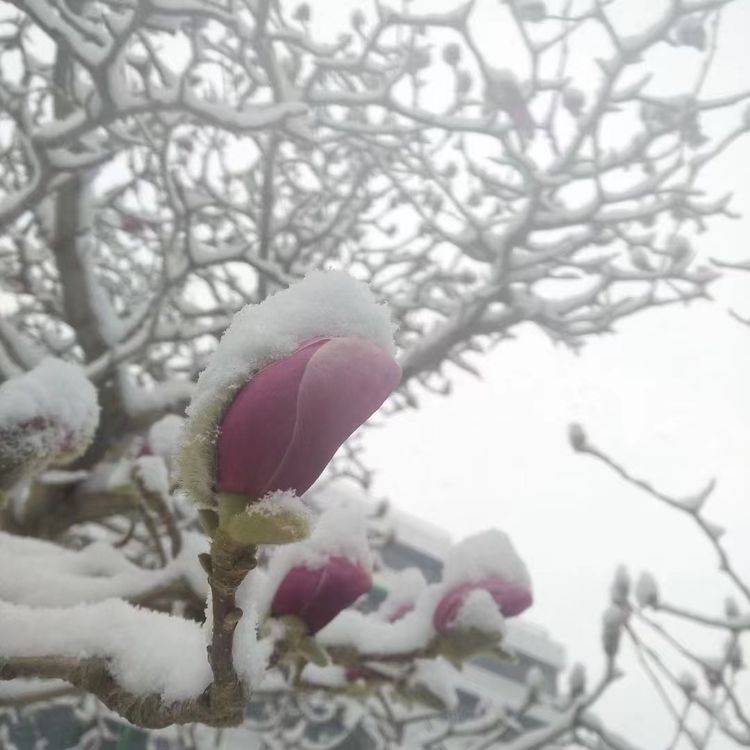 下集|一场雪，让这里的春天真美