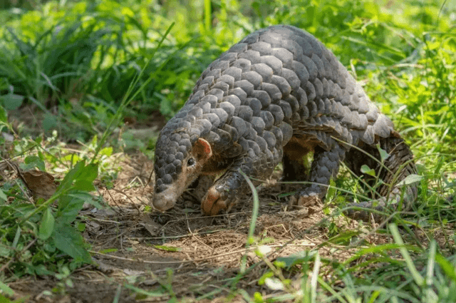 世间生物繁多_世间繁多生物图片大全_世间繁多生物图片