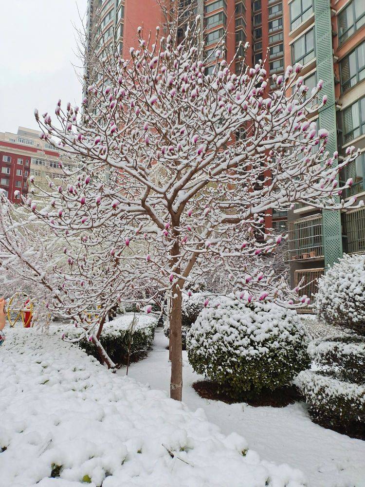 下集|一场雪，让这里的春天真美