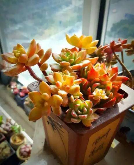 徒长的多肉黄丽,春天使劲"虐一虐",养成漂亮小老桩