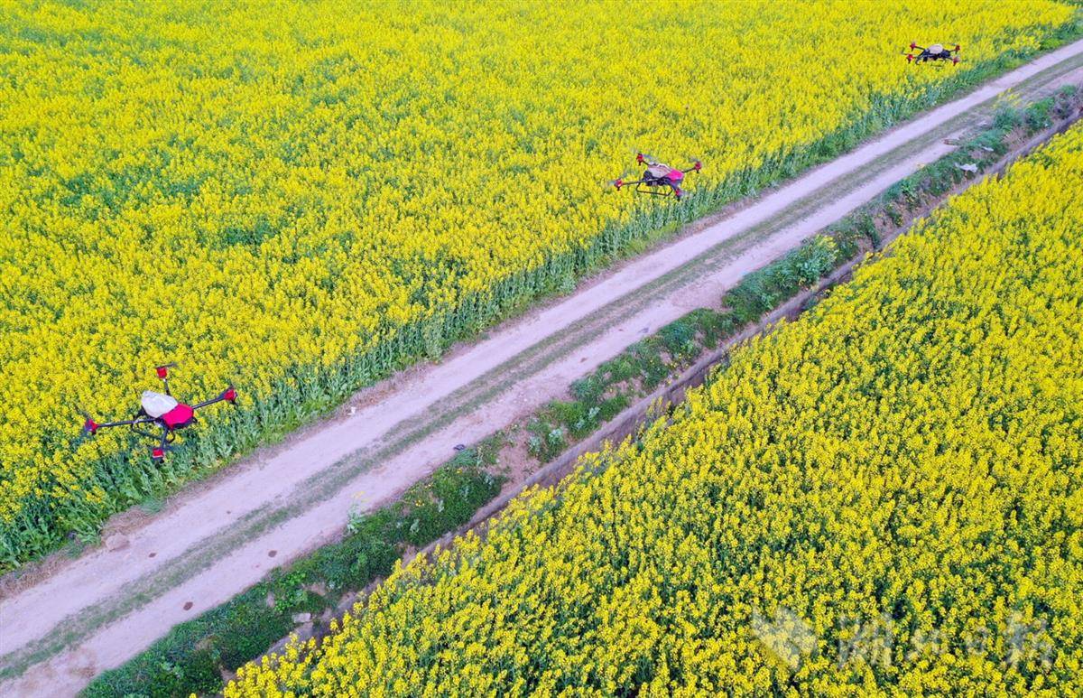 荆门油菜花2021图片