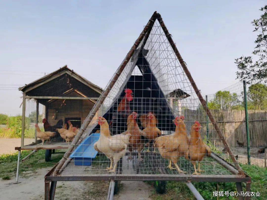 大叔说他的移动鸡棚随时能够变成一个休闲观赏笼,便于鸡换新鲜口味