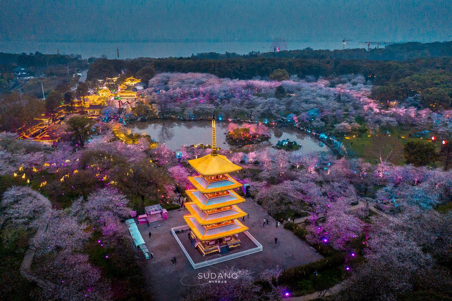 原创世界三大樱花之都其中一个在中国武汉与无锡谁才是真的呢
