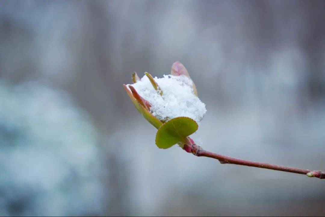 满空|春雪满空来，诚邀共赏雪中的东方双语