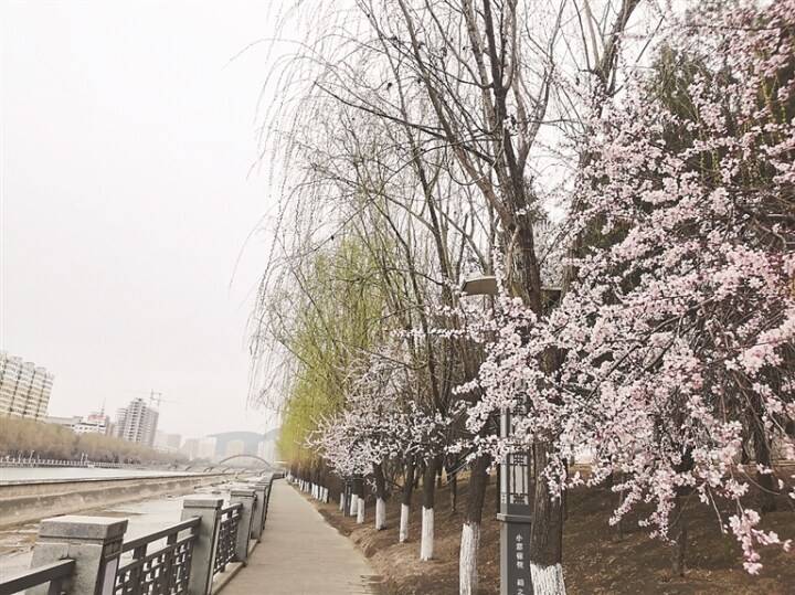 桃树|吕梁市区北川河城区段公园
