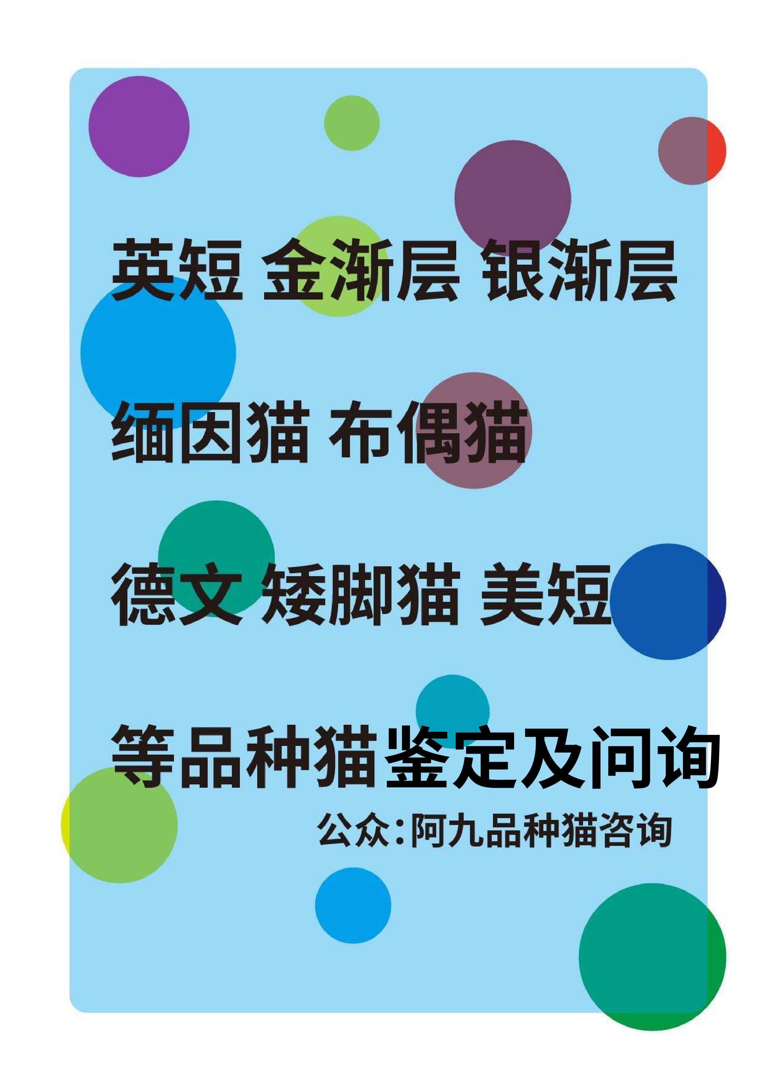 咨询蓝白英短几个月发腮,母猫多大开始发腮,成年后还能发腮吗,蓝猫发腮到多大