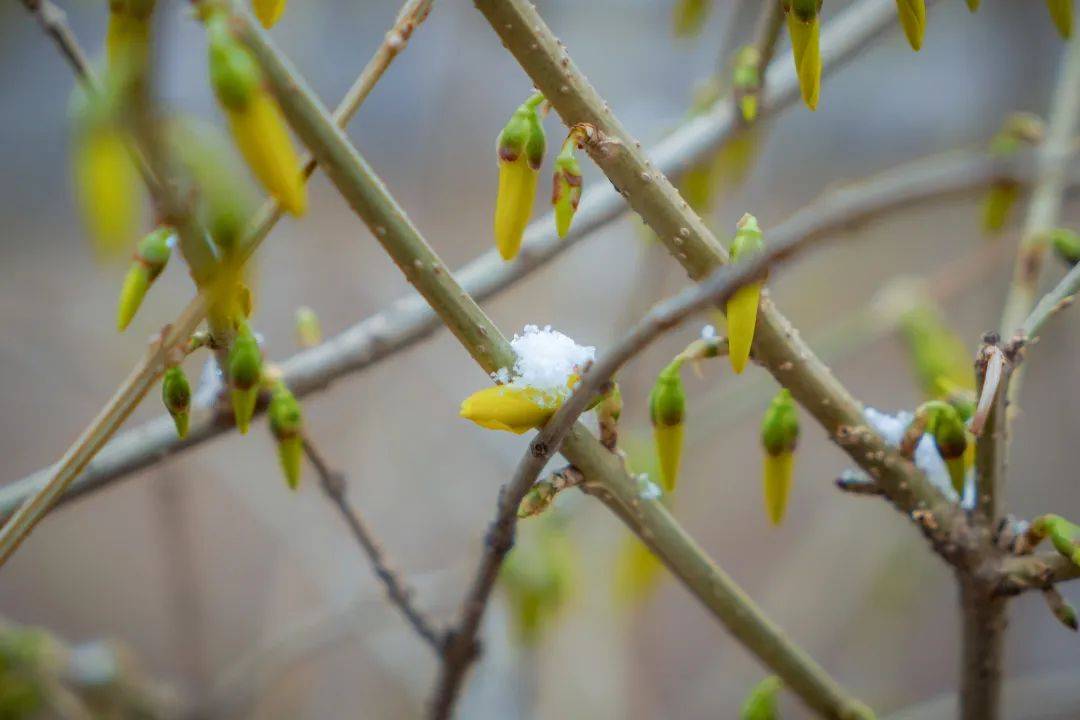 满空|春雪满空来，诚邀共赏雪中的东方双语