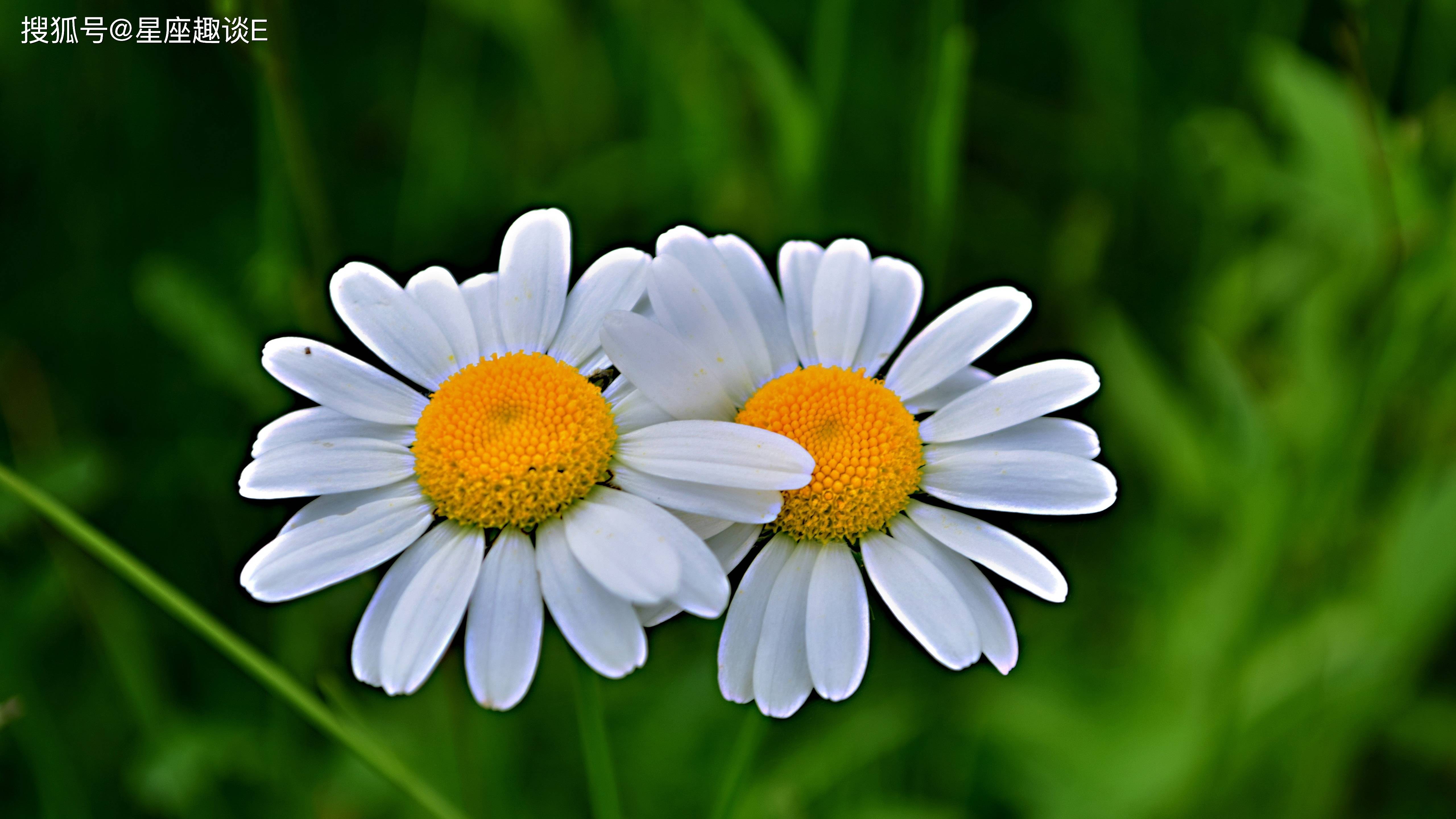 原创4月上旬敢打敢拼当机立断迎难而上的三大星座