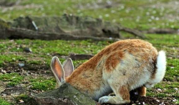 世界上最四川人去的景点：兔子遍地跑，吃货只能干瞪眼