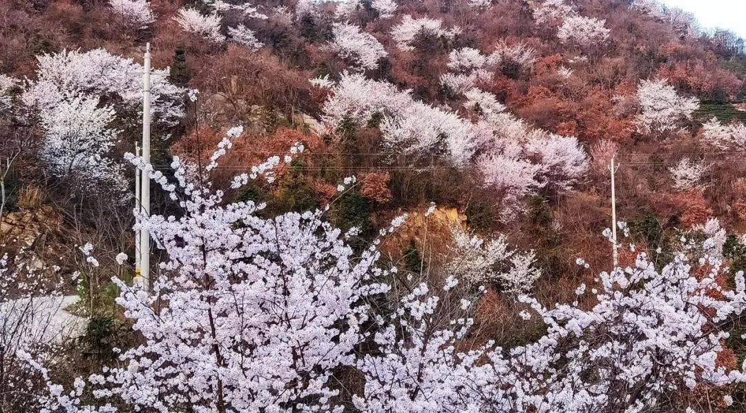 大悟野樱花图片