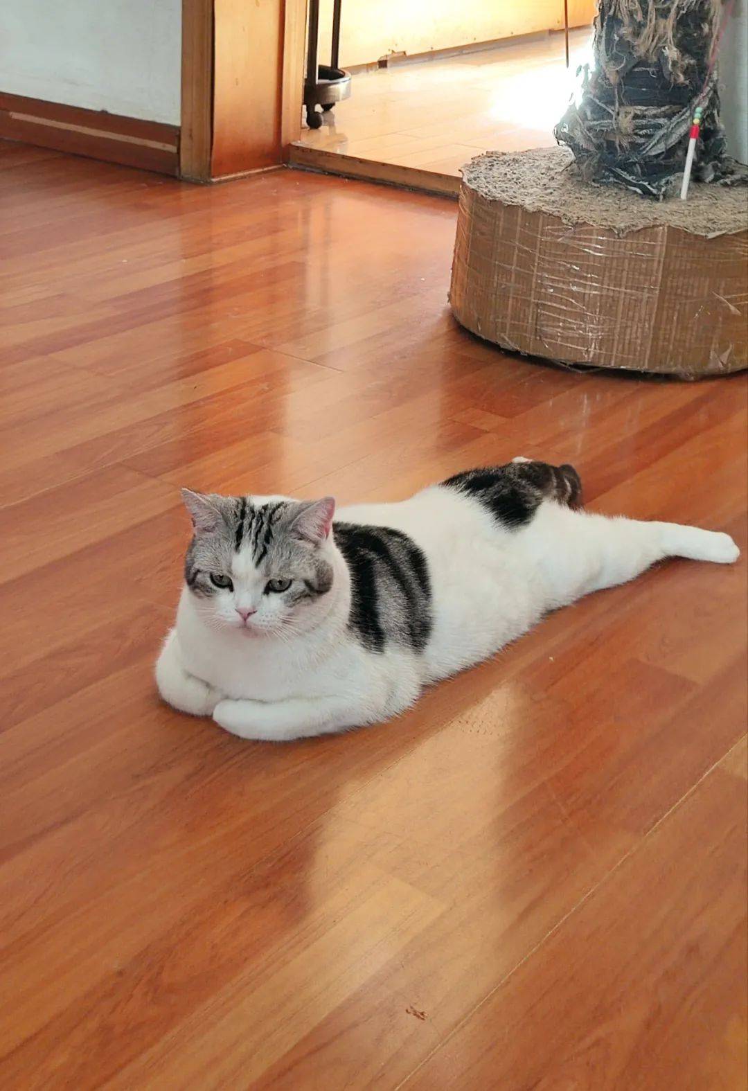 莱咪_jiojio_书童