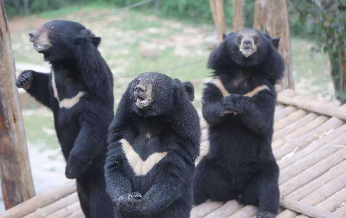 黑熊有多聪明动物园里被怀疑人类假扮野生熊作案杀害3位村民