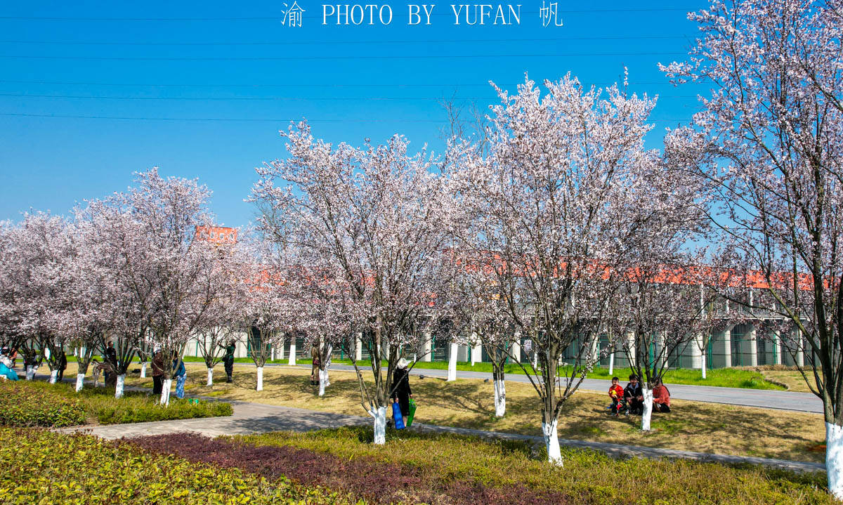 公园|重庆有处免费开放的鲜花隧道，可惜知道的人不多，周末可以约起来