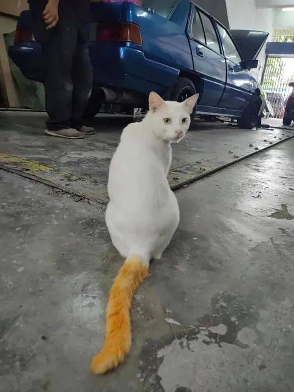 这就是传说中的雪里拖枪喵星人这枪又粗又大又黄