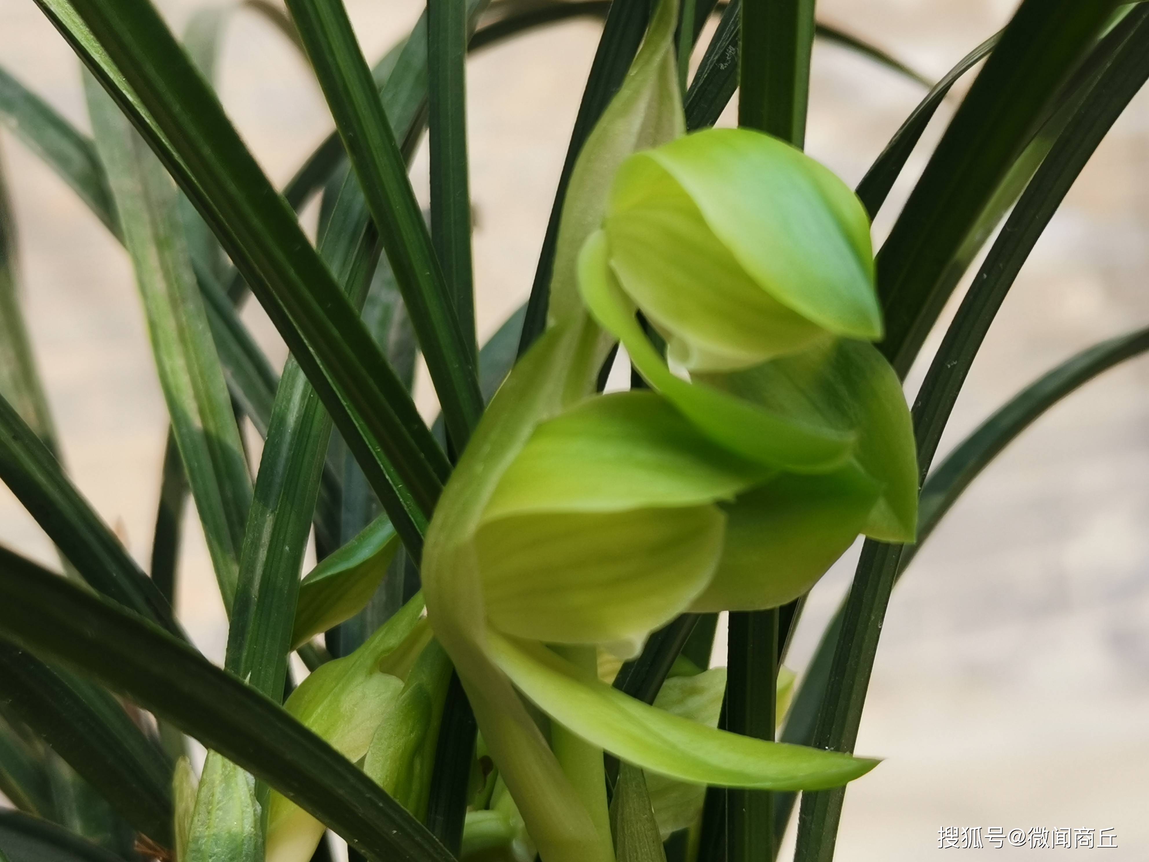 河南商丘:幽兰绽香春正浓_兰花_幽香_市民