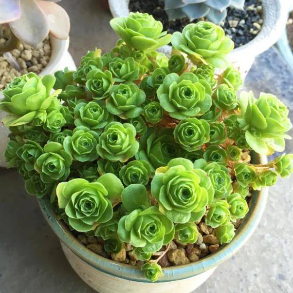 山地玫瑰徒长是好事3个动作催一催轻松爆盆状态好