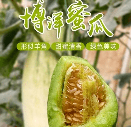 德瑞特博洋甜瓜今春上市一棚收入10万元吃瓜群众抢着买