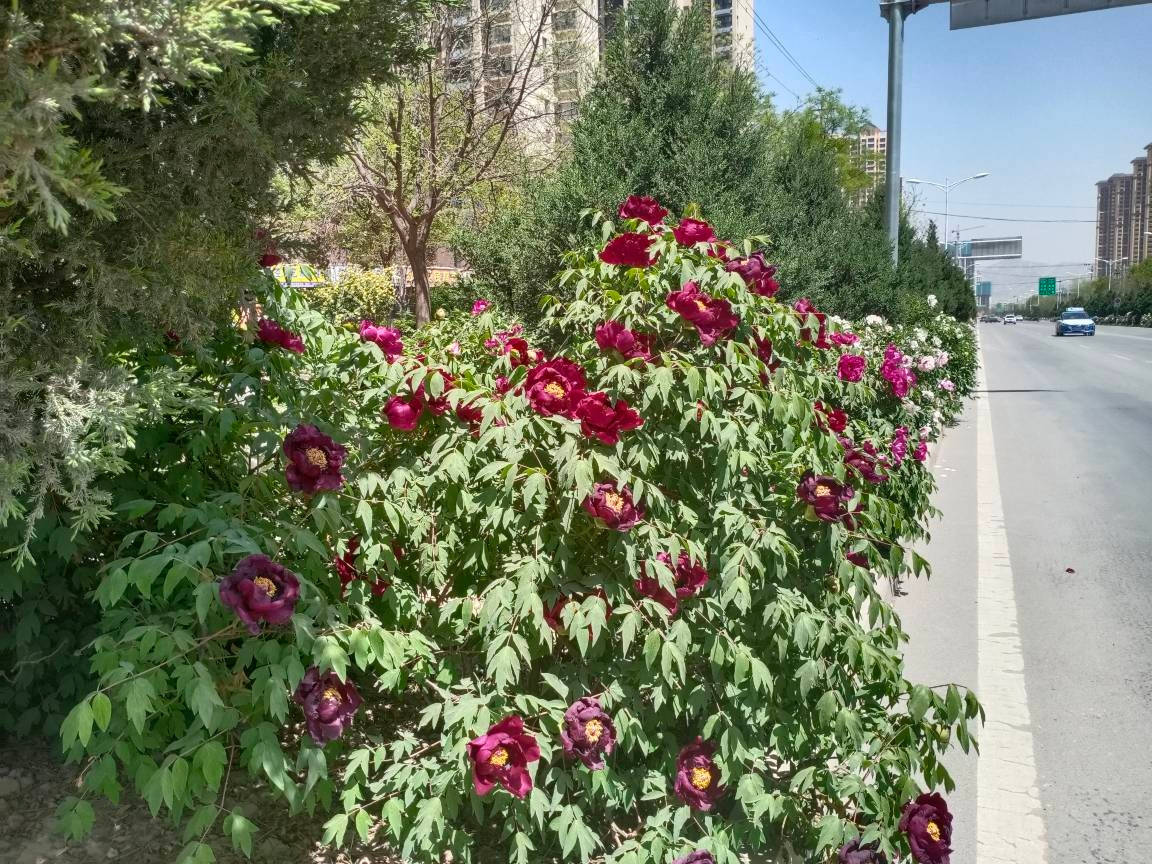 2000亩山地中川牡丹园,孕育出牡丹界的观赏新宠儿|树牡丹