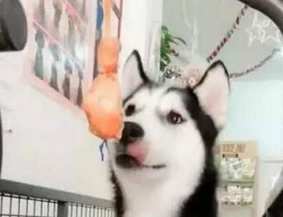 因为|二哈生性活泼,铲屎官就把它放在跑步机上,二哈:吹着空调美滋滋