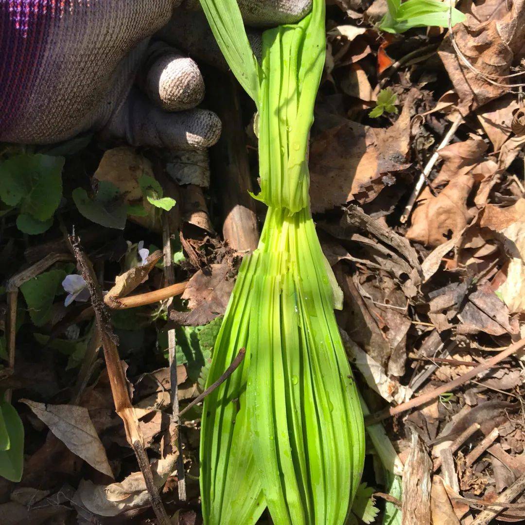 山里这种野菜,一窝一窝长,人们用麻袋装,吃不完还能冻着不变味_糜子