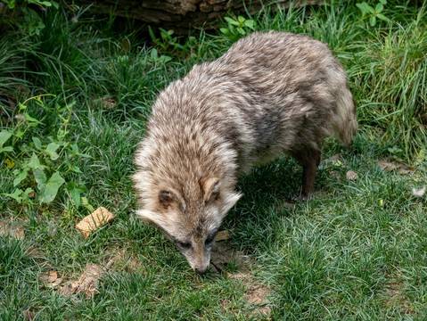 大量"毛狗"涌入上海,大战流浪猫流浪狗,翻墙过院抢