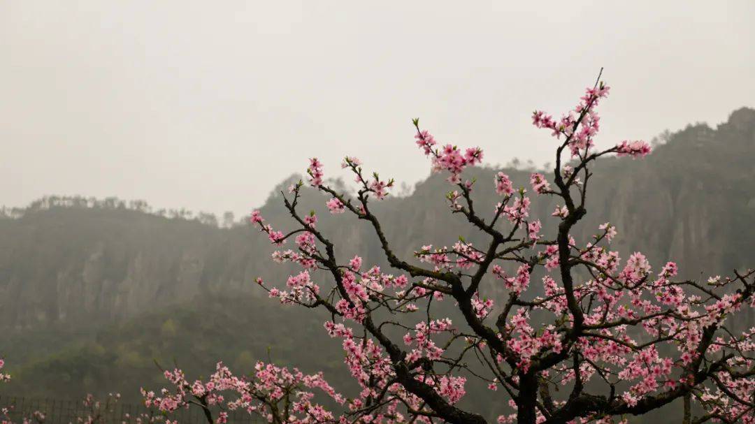 天台后岸桃花开了各大媒体纷纷点赞