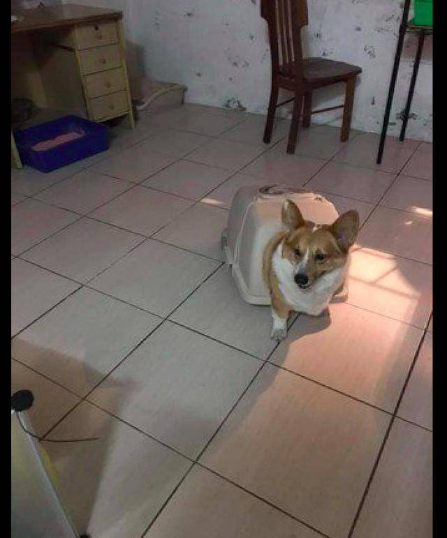 厕所柯基去翻猫砂盆，结果身子却被卡在里面了，你是在模仿乌龟吗？