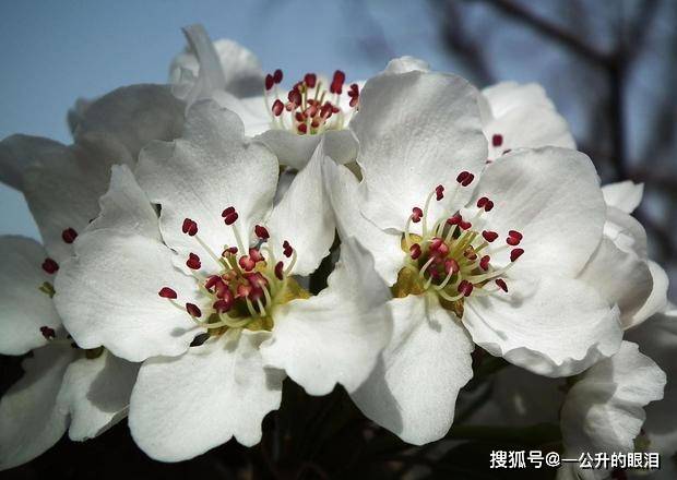 原創蘇軾最有哲理的一首七言絕句看似在描寫梨花其實通篇另有深意