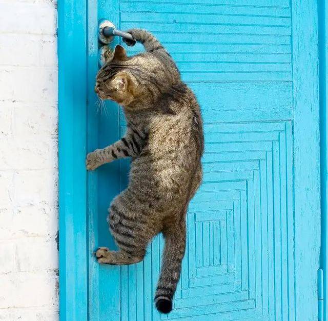 凌晨2点猫咪自己打开门溜走了