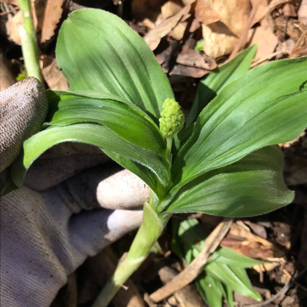 山里这种野菜,一窝一窝长,人们用麻袋装,吃不完还能冻着不变味