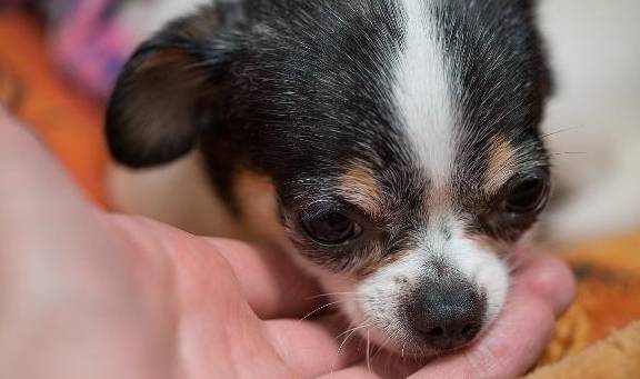 决定权狗狗被送人后,会不会责怪主人?它会一直记得前主人吗?