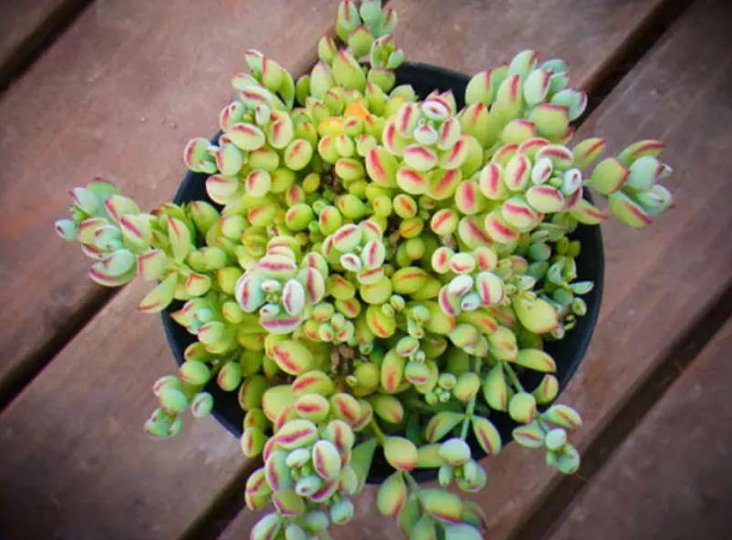 5款好看的福娘多肉叶片肥厚颜值高还能开出小花朵香味迷人