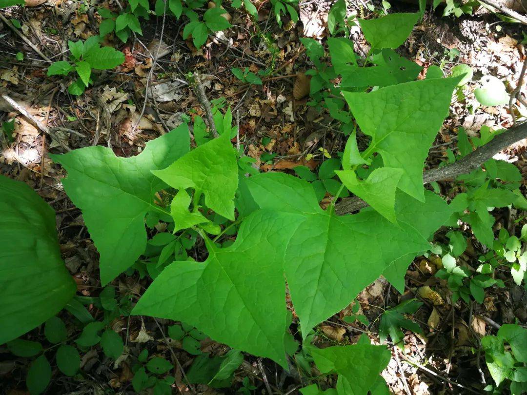 农村山里的这野菜长得像铧尖有芹菜味农民爱用它蘸酱吃