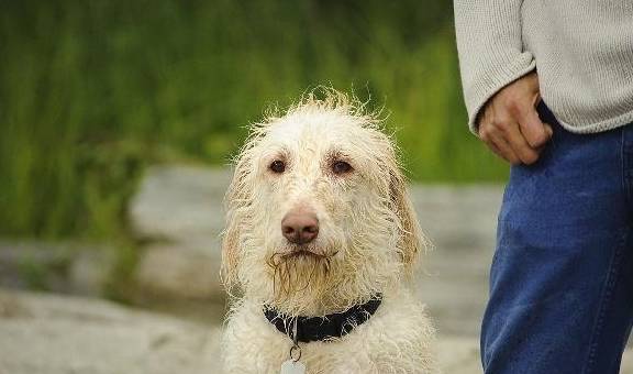 决定权狗狗被送人后,会不会责怪主人?它会一直记得前主人吗?