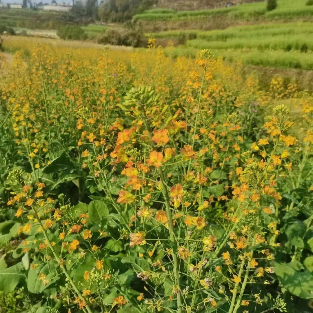 清水乡|司莫拉的彩色油菜开花啦！