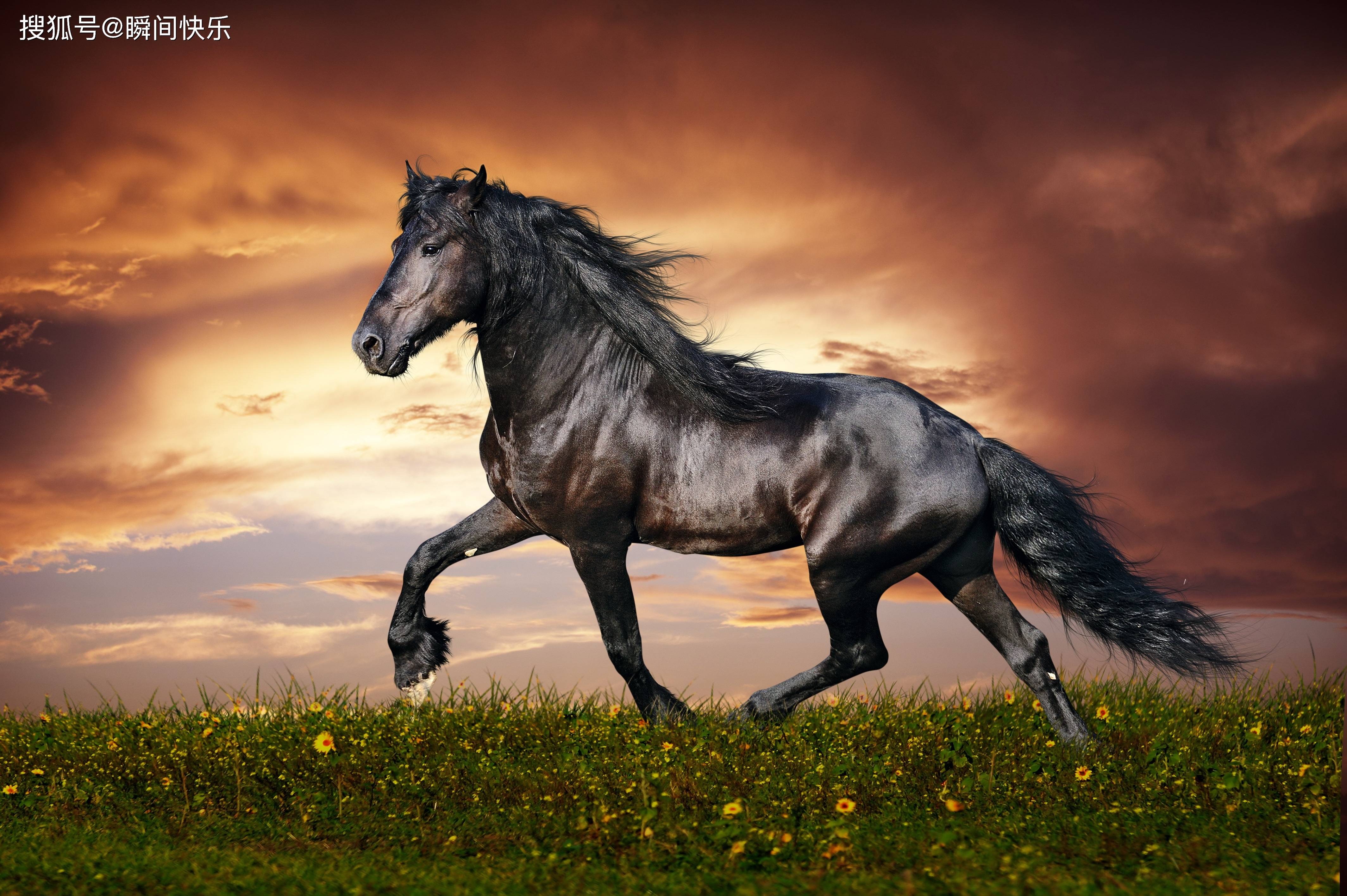 生肖马个性洒脱,阳光开朗,骁勇善战,天赋异禀,他们是非常向往自由的