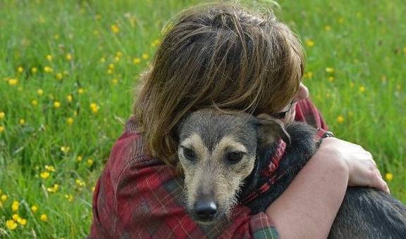 决定权狗狗被送人后,会不会责怪主人?它会一直记得前主人吗?