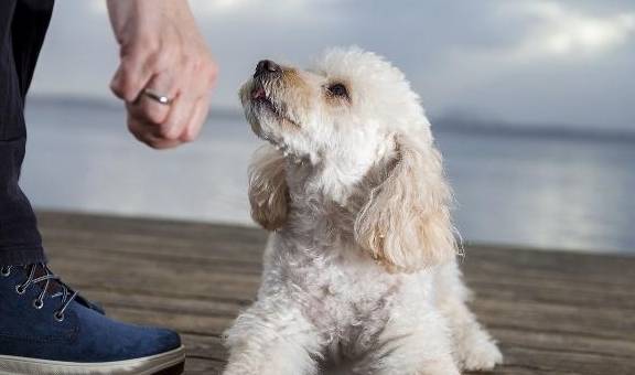 决定权狗狗被送人后,会不会责怪主人?它会一直记得前主人吗?
