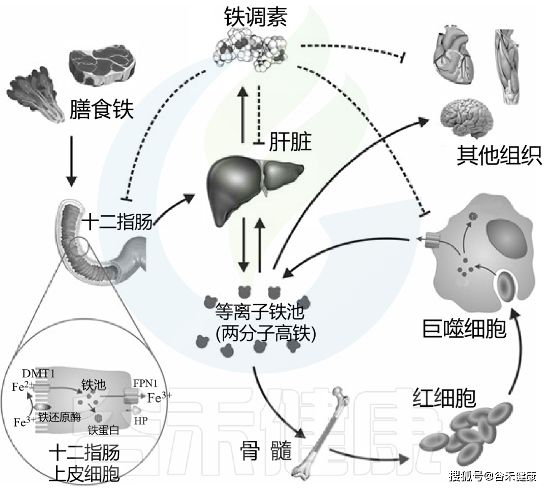 人与菌对铁的竞争吸收塑造并控制肠道潜在病原菌的生长