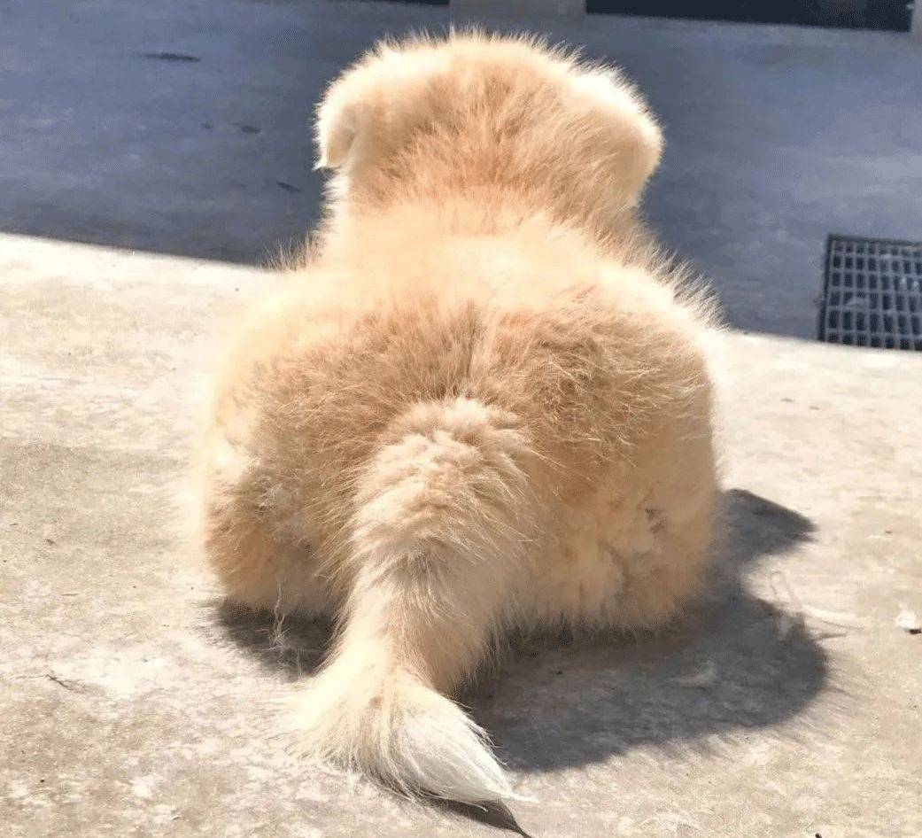 大象老虎屁屁摸不得，但ta的可以，不过不能贪摸哦！