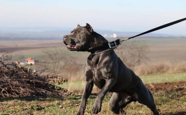 四只世界顶级护卫犬,一只能围住美洲狮,一只被誉为飞蝙蝠