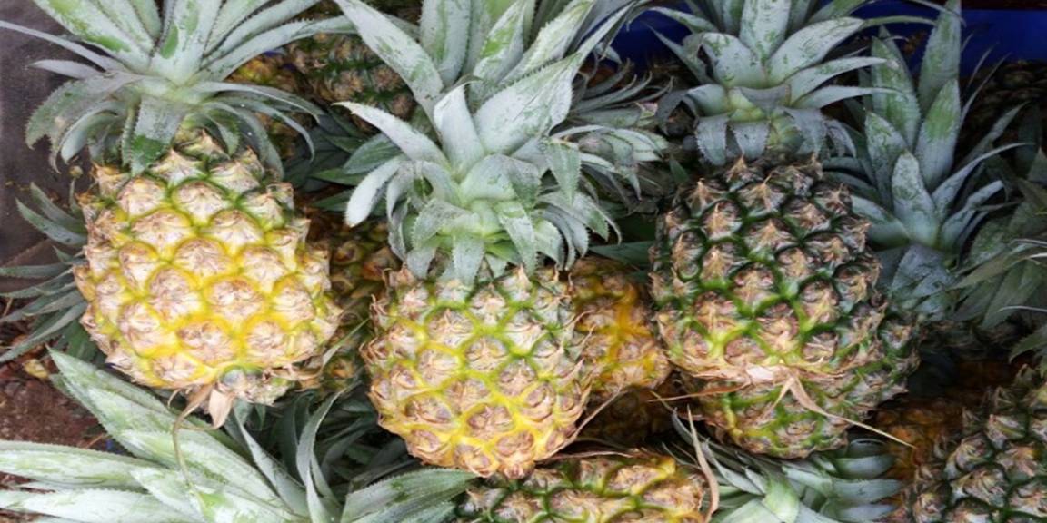 凤梨要每年种植吗 febf961bb4384da791035d002f9b8736.jpeg