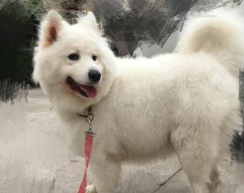 萨摩养成了88斤的大胖狗,这次真得不能怪奶奶了._体重_狗狗_运动量