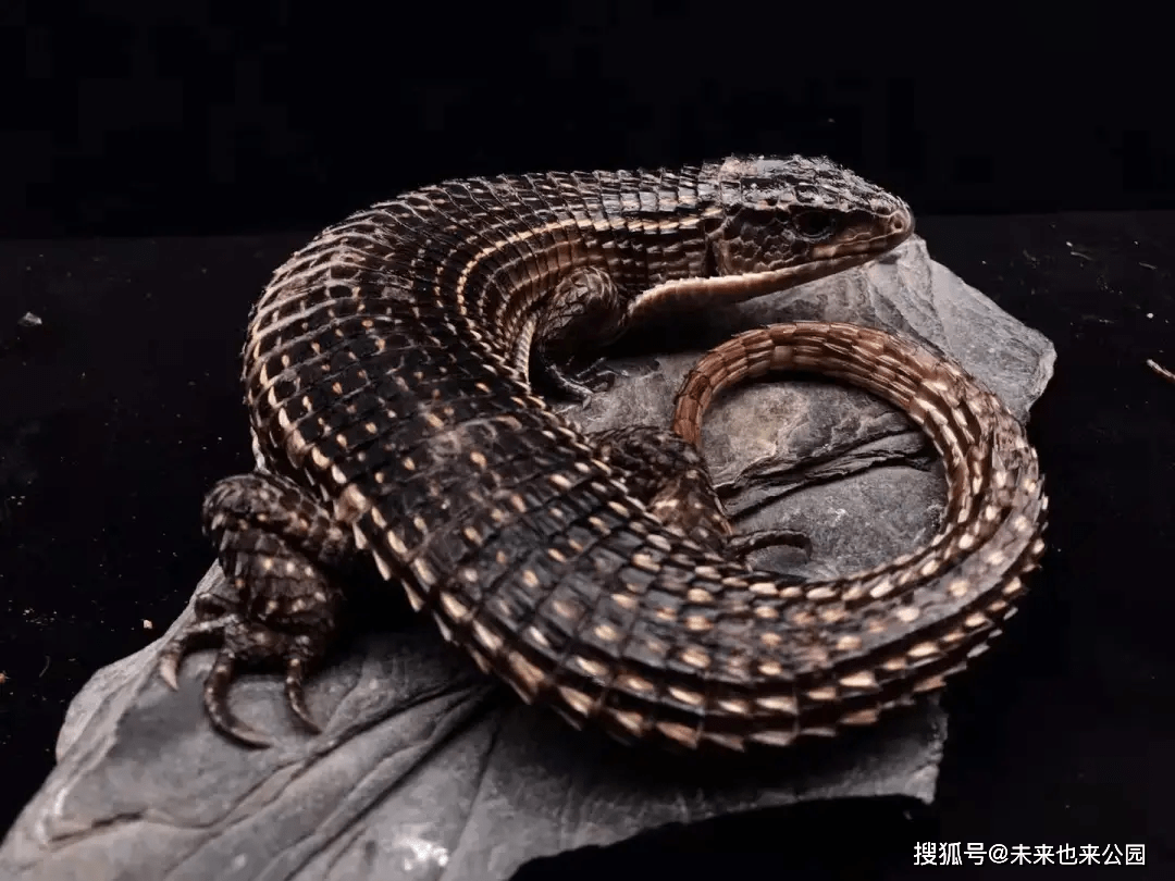 苏丹盾甲蜥温柔的铠甲武士