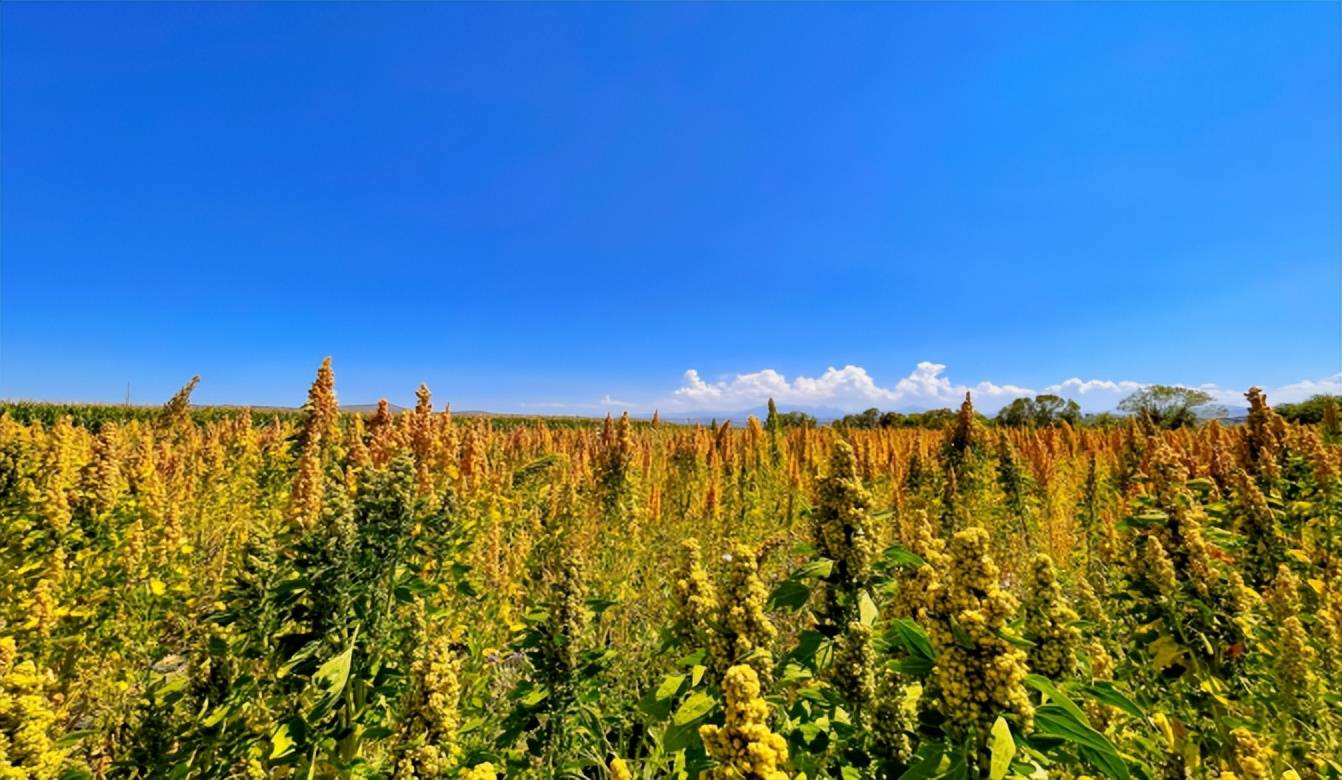 齐鲁微讯 助农工程 