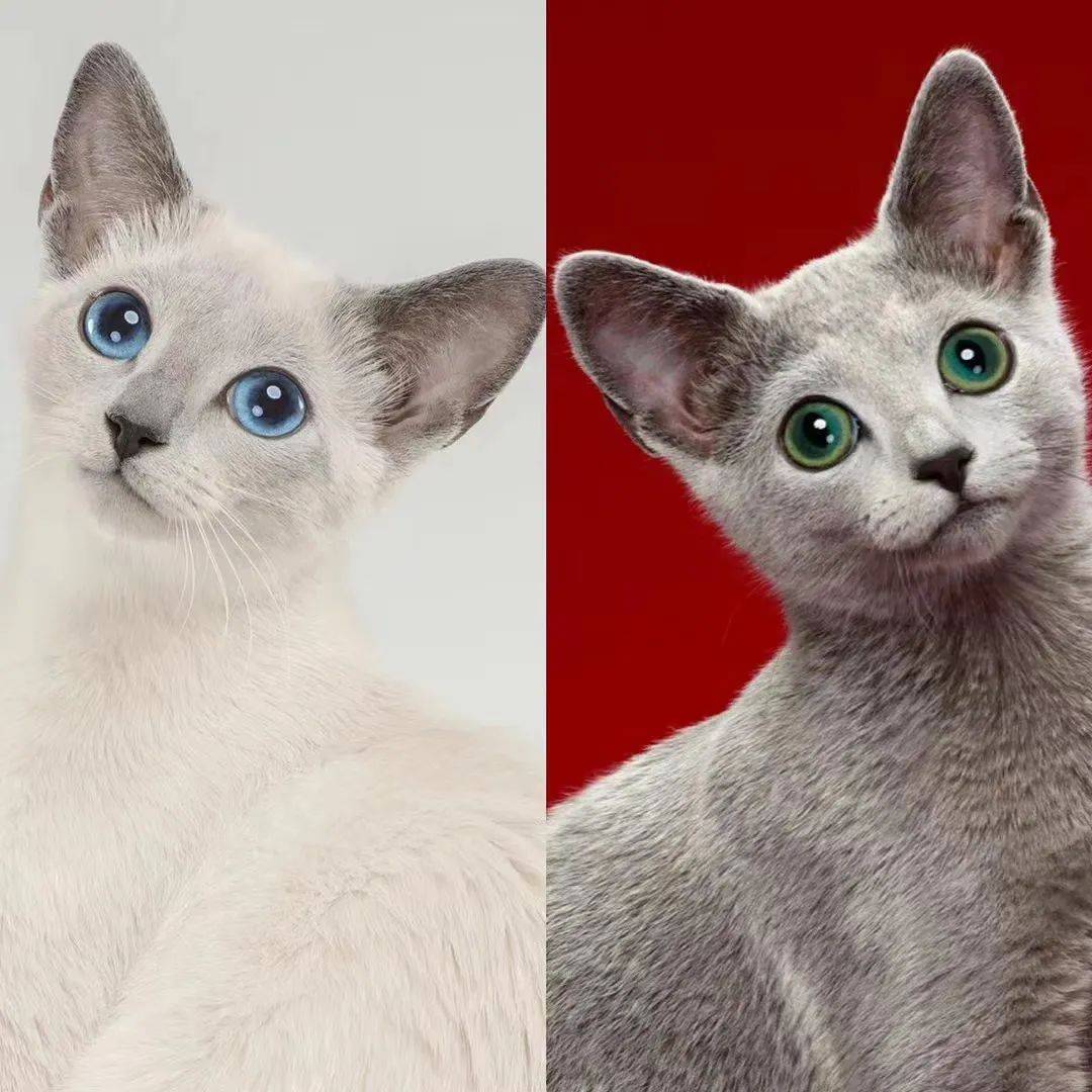 被"制裁" 的猫咪,来自西伯利亚的天使 | 中国繁育人_蓝猫_俄罗斯_品种