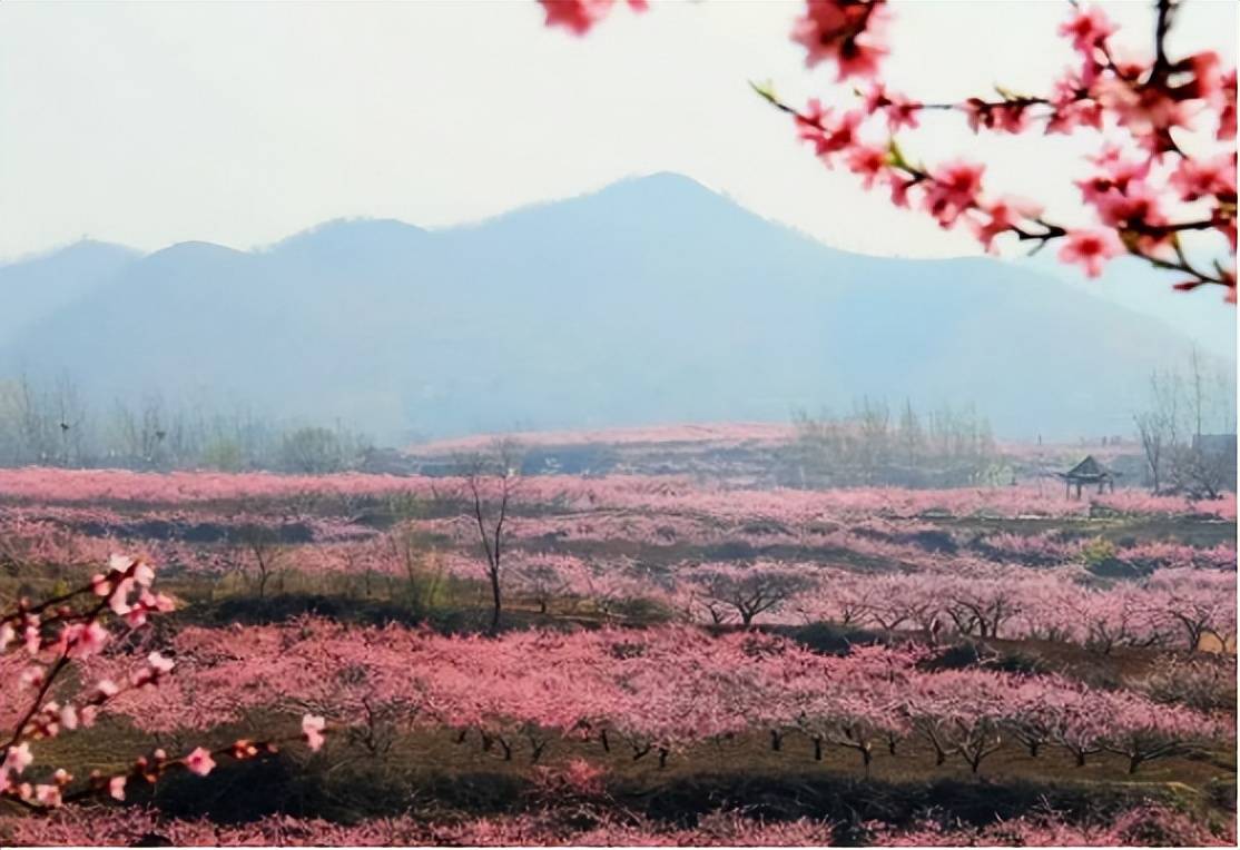 唐庄桃花园图片